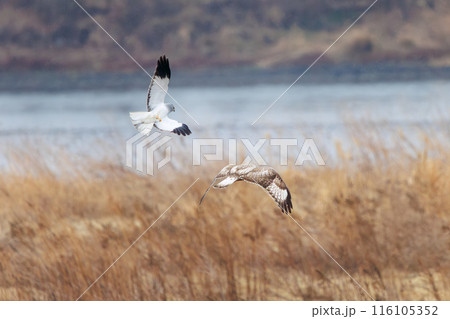 飛翔しながらハイイロチュウヒと戦う美しいケアシノスリ（タカ科）。  日本国群馬県、利根川河川敷にて。 116105352