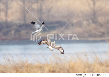 飛翔しながらハイイロチュウヒと戦う美しいケアシノスリ(タカ科)。 日本国群馬県、利根川河川敷にて。 飛翔しながらハイイロチュウヒと戦う美しいケアシノスリ(タカ科)。 日本国群馬県、利根川河川敷にて。 116105366