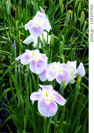 薄紫の花菖蒲 116105368