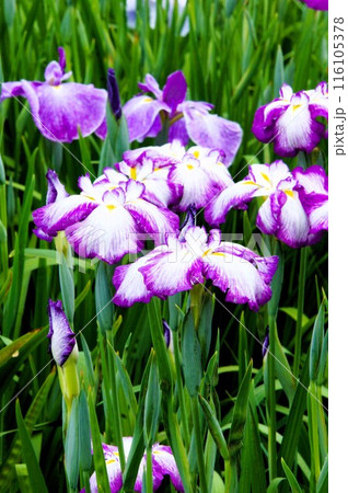 白と紫色が綺麗な花菖蒲 白と紫色が綺麗な花菖蒲 116105378