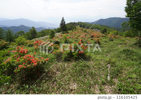 五味池破風高原自然園のレンゲツツジ あずまや付近から登山口方面を見る 2024年6月15日 五味池破風高原自然園のレンゲツツジ あずまや付近から登山口方面を見る 2024年6月15日 116105425