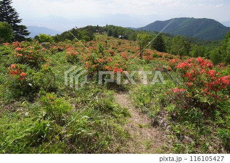 五味池破風高原自然園のレンゲツツジ あずまや付近から登山口方面を見る 2024年6月15日 五味池破風高原自然園のレンゲツツジ あずまや付近から登山口方面を見る 2024年6月15日 116105427