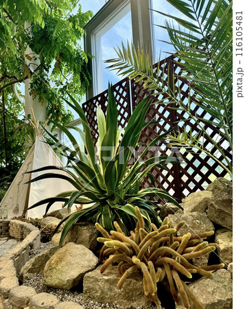 アガベのある風景 116105481