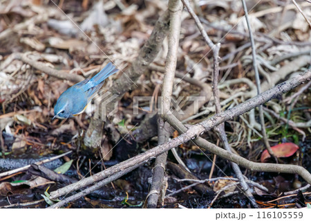 羽ばたいて飛び出す幸せの青い鳥、可愛いルリビタキ（ヒタキ科）。  日本国東京都文京区、小石川植物園に 116105559