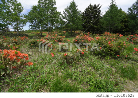 五味池破風高原自然園のレンゲツツジ あずまやから破風高原に向かう登山道付近 2024年6月15日 五味池破風高原自然園のレンゲツツジ あずまやから破風高原に向かう登山道付近 2024年6月15日 116105628