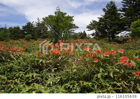 五味池破風高原自然園のレンゲツツジ あずまやから破風高原に向かう登山道付近 2024年6月15日 五味池破風高原自然園のレンゲツツジ あずまやから破風高原に向かう登山道付近 2024年6月15日 116105639