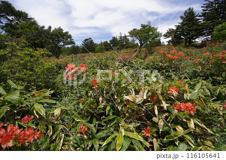 五味池破風高原自然園のレンゲツツジ あずまやから破風高原に向かう登山道付近 2024年6月15日 五味池破風高原自然園のレンゲツツジ あずまやから破風高原に向かう登山道付近 2024年6月15日 116105641