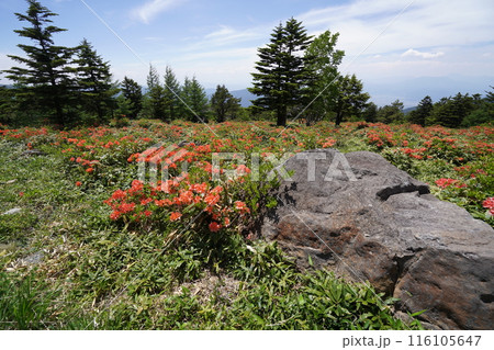 五味池破風高原自然園のレンゲツツジ あずまやから破風高原に向かう登山道付近 2024年6月15日 五味池破風高原自然園のレンゲツツジ あずまやから破風高原に向かう登山道付近 2024年6月15日 116105647