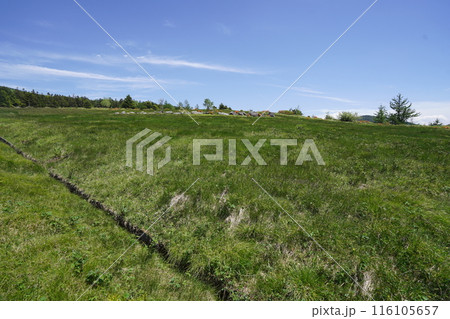 五味池破風高原自然園のレンゲツツジ　破風高原の牧草地付近　2024年6月15日 116105657