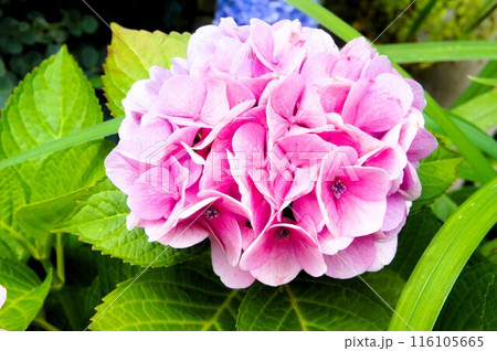 ピンク色の紫陽花 ピンク色の紫陽花 116105665