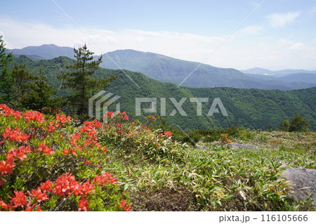 五味池破風高原自然園のレンゲツツジ 破風高原の牧草地付近 2024年6月15日 五味池破風高原自然園のレンゲツツジ 破風高原の牧草地付近 2024年6月15日 116105666