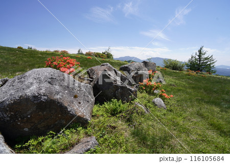 五味池破風高原自然園のレンゲツツジ　破風高原の牧草地付近　2024年6月15日 116105684