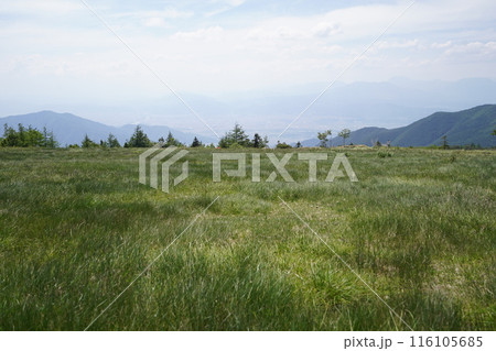 五味池破風高原自然園のレンゲツツジ 破風高原の牧草地付近 2024年6月15日 五味池破風高原自然園のレンゲツツジ 破風高原の牧草地付近 2024年6月15日 116105685
