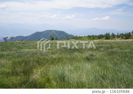 五味池破風高原自然園のレンゲツツジ 破風高原の牧草地付近 2024年6月15日 五味池破風高原自然園のレンゲツツジ 破風高原の牧草地付近 2024年6月15日 116105686