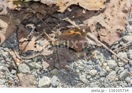 テングチョウ テングチョウ 116105734