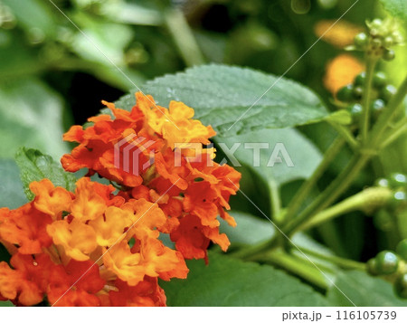 鮮やかなオレンジ色のランタナの花 116105739