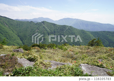 五味池破風高原自然園のレンゲツツジ　破風高原の牧草地付近　2024年6月15日 116105783
