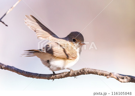 羽ばたき飛び出す尻尾が可愛いニシオジロビタキ（ヒタキ科）。  日本国埼玉県北葛飾郡、まつぶし緑の丘公 116105848