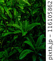 生い茂る葉っぱのテクスチャ 116105862