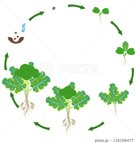 Life cycle of broccoli sprouts plant on a white background. 116106477
