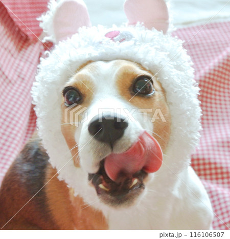 兎に変身のビーグル犬 116106507