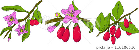 Hand drawn Goji berries. Colored vector Superfood berry element  116106510