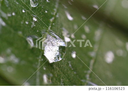 梅雨の季節、葛の葉っぱについた水滴 116106523