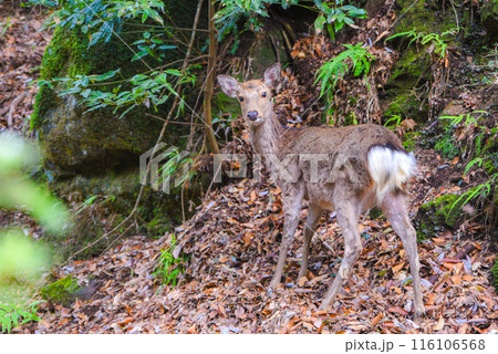 丹沢大山の野生のシカ 116106568