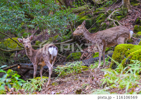 丹沢大山の野生のシカ 116106569