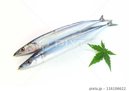サンマ　秋刀魚　さんま 116106622