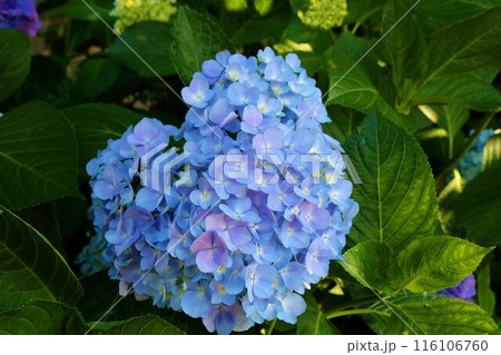 新緑の中ひっそりと咲く青い紫陽花 初夏 新緑の中ひっそりと咲く青い紫陽花 初夏 116106760