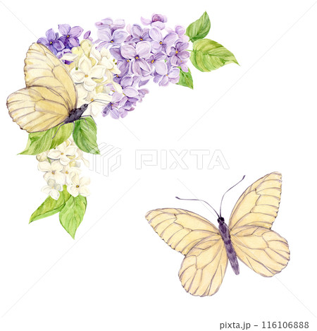 Romantic square frame made of lilac with white butterflies. Card for Mother's Day, Valentine's Day, wedding. Save the date. Template with place for text from spring flowers on a isolated background 116106888