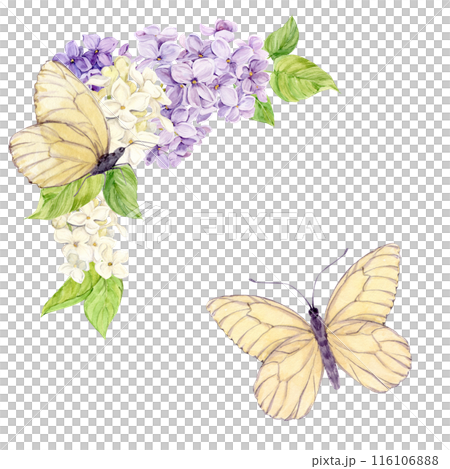 Romantic square frame made of lilac with white butterflies. Card for Mother's Day, Valentine's Day, wedding. Save the date. Template with place for text from spring flowers on a isolated background 116106888