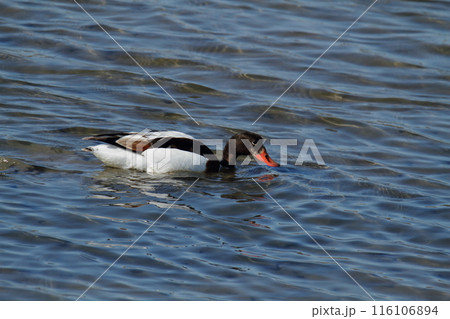 荒尾市　海岸　ツクシガモ、 116106894