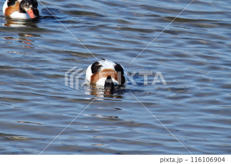 荒尾市　海岸　ツクシガモ、 116106904