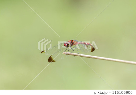 コノシメトンボ コノシメトンボ 116106906