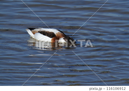 荒尾市 海岸 ツクシガモ、 荒尾市 海岸 ツクシガモ、 116106912
