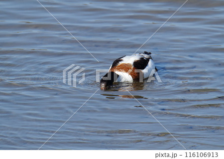 荒尾市　海岸　ツクシガモ、 116106913