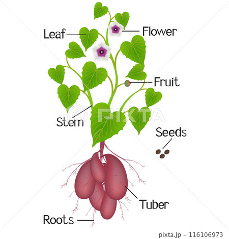Parts of a sweet potato plant on a white background. 116106973