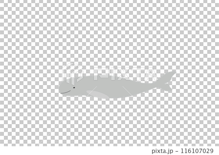 Finless Porpoise 116107029