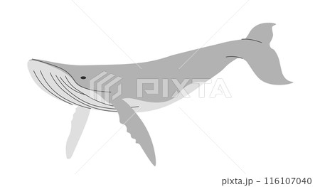 マッコウクジラ	 116107040