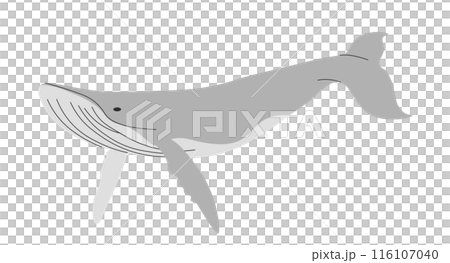 Sperm whale Sperm whale 116107040