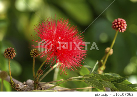 オオベニゴウカン 116107062