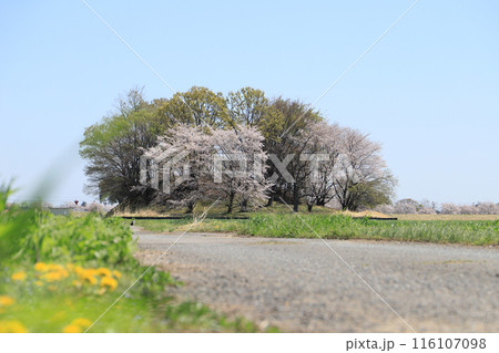 桜の梨ノ木山古墳 116107098