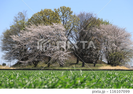 桜の梨ノ木山古墳 桜の梨ノ木山古墳 116107099