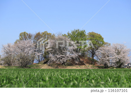 桜の梨ノ木山古墳 116107101