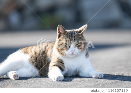 路上でくつろぐ猫 116107139