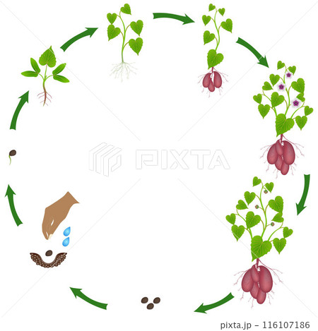 A growth cycle of sweet potato plant on a white background. A growth cycle of sweet potato plant on a white background. 116107186