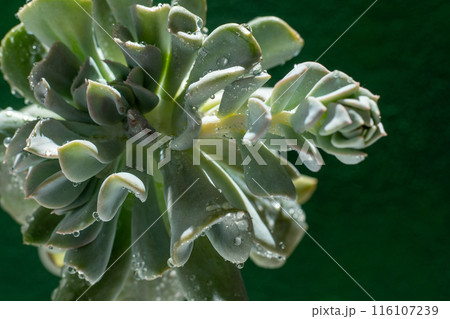 Echeveria blue swan flower. Succulent plant. Flower bud 116107239