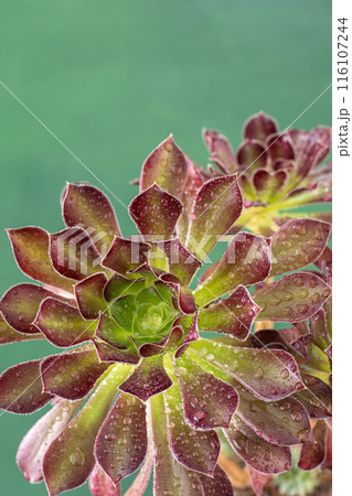 Flower Aeonium Schwarzkopf succulent. Leaves plant. 116107244